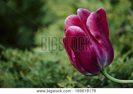 saturated pink tulip flowers in the green in the sun