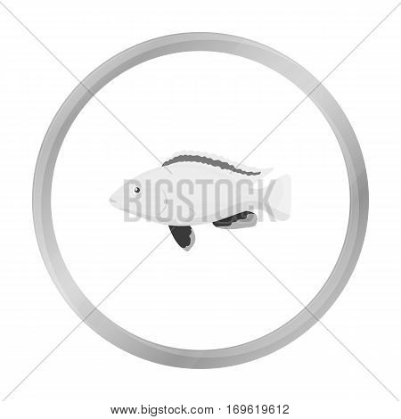 Cichlid hummingbird fish icon monochrome. Singe aquarium fish icon from the sea, ocean life monochrome.