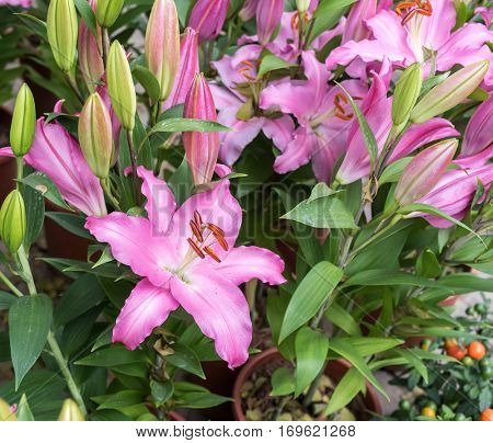 Zephyranthes flower. Common names for species in this genus include fairy lily, rainflower, zephyr lily, magic lily.