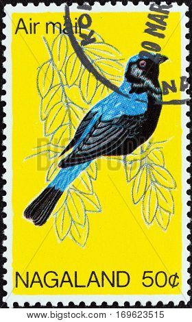 NAGALAND STATE - CIRCA 1969: A stamp printed in India shows a Asian Fairy-bluebird (Irena puella) bird, circa 1969.