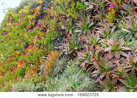Succulent Plants Closeup.
