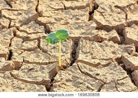 desolate land or dry areas have little green plant growth up new hopes and encouragement
