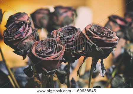 Fresh Rose black baccara in vintage style