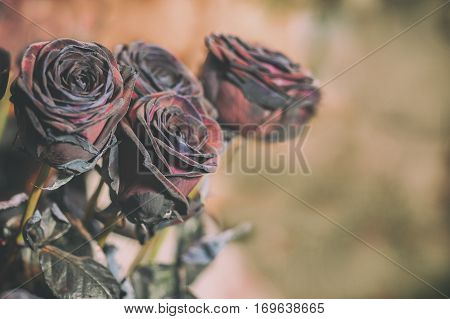 Fresh Rose black baccara in vintage style