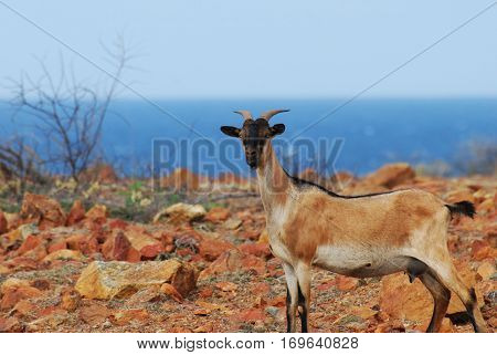 Wild billy goat standing on the top of a cliff.