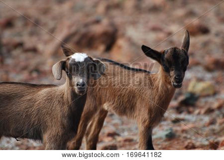 Cute pair of baby goats standing together in Aruba.