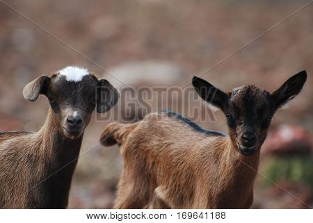 Cute baby goats with a difference in their ears.
