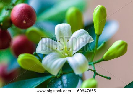 Orange Jessamine (murraya Paniculata) White Flowers