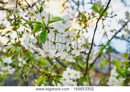 Spring blossoming white flowers of the cherry blossoms on a spring day. Cerasus vulgaris. Natural phorography.