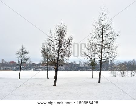 Winter landscape with trees on outskirts of St. Petersburg Russia.