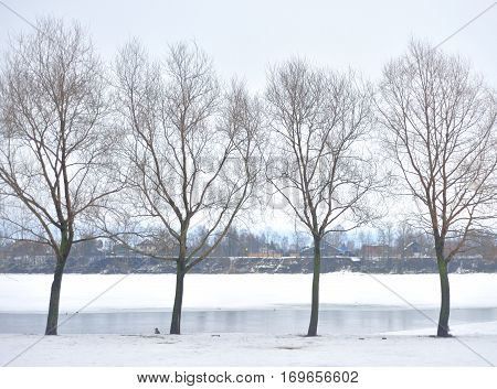 Winter landscape with trees on outskirts of St. Petersburg Russia.
