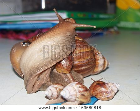 snail Achatina adult surrounded by his children