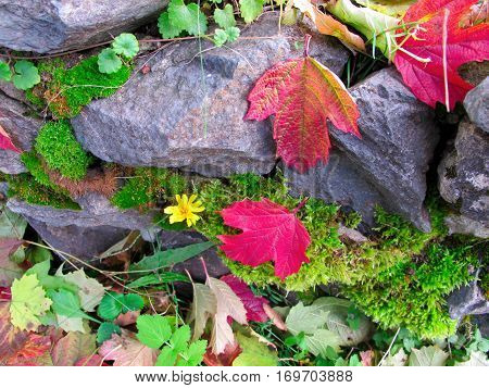 Red autumn leaves on the rocks with moss