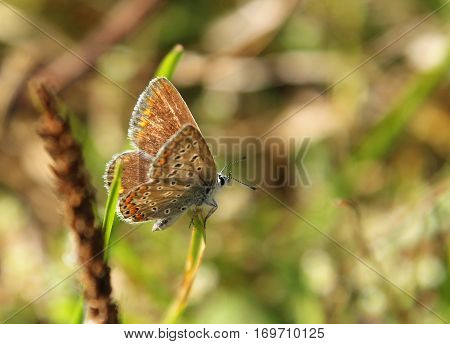 Spotted Butterfly (lycaenidae Family) On The Summer Meadow