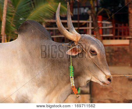 Indian sacred cow on the beach in GOA