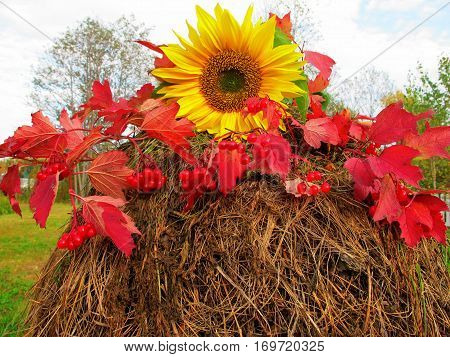 Autumn Still Life with sunflower berries and red leaves on a haystack