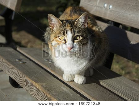 On the street Cat sitting on a bench