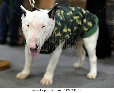 Bull Terrier at dog show in Moscow.