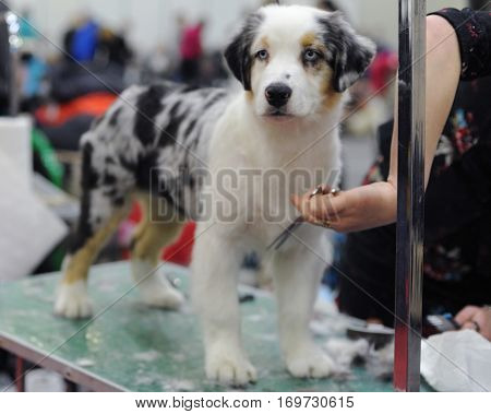 Australian Shepherd at dog show in Moscow.