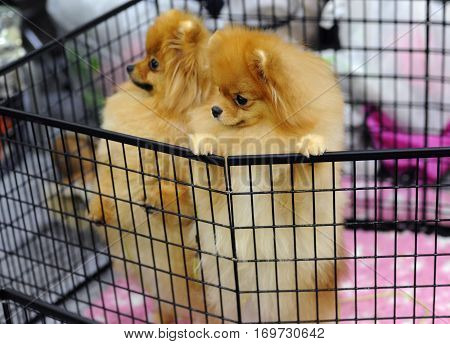 Pomeranian dog at dog show in Moscow.