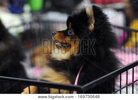 Pomeranian dog at dog show in Moscow.