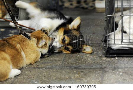 Dogs play at dog show in Moscow.