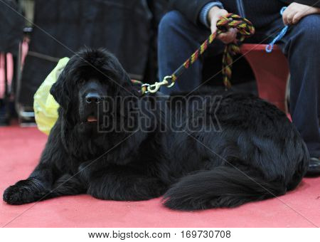Newfoundland dog at dog show in Moscow.