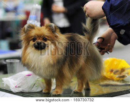Pomeranian dog at dog show in Moscow.