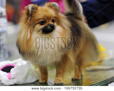 Pomeranian dog at dog show in Moscow.