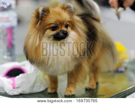 Pomeranian dog at dog show in Moscow.