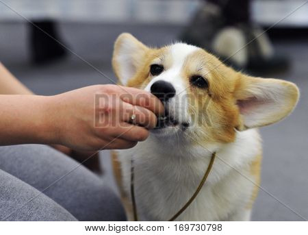 Welsh Corgi at dog show in Moscow.