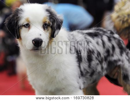 Australian Shepherd at dog show in Moscow.