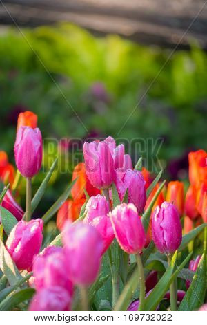 Tulip. Beautiful Bouquet Of Tulips. Colorful Tulips.
