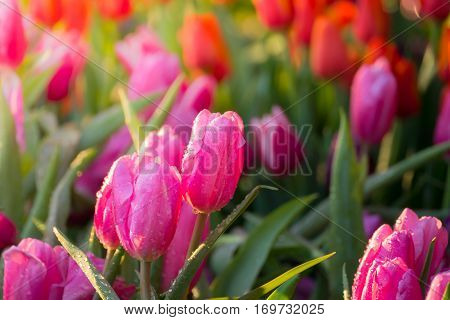 Tulip. Beautiful Bouquet Of Tulips. Colorful Tulips.