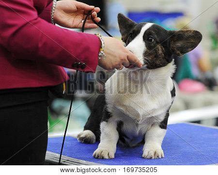 Welsh Corgi at dog show in Moscow.