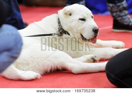 Central Asian Shepherd Dog at dog show Moscow.