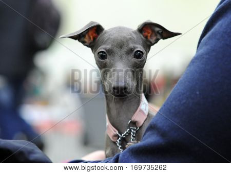 Italian Greyhound at dog show in Moscow.