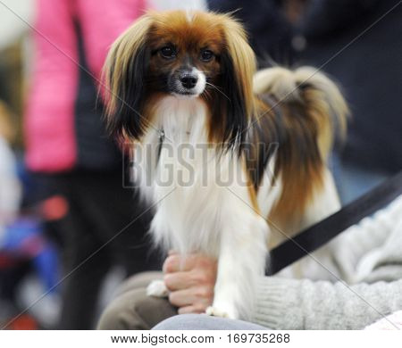 Continental Toy Spaniel at dog show Moscow.