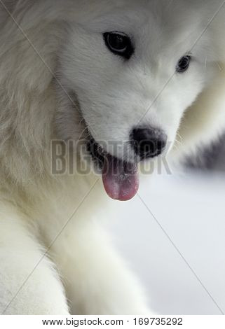 Samoyed dog at dog show in Moscow.