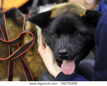 American Akita at dog show in Moscow.