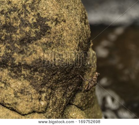 Insect Case Near Kbal Spean Waterfall In Sunny Day
