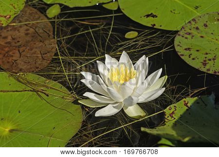 White Water Lily in a Pond in Quetico Provincial Park in Ontario