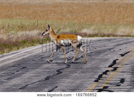 American Pronghorn Antelope Crossing The Road At Antelope Island State Park - Utah, Usa