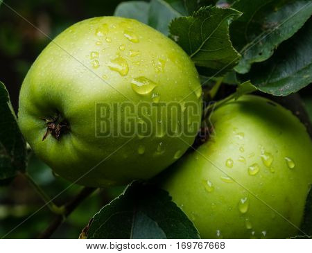 Two Ripe Green Apples On A Tree With Water Drops