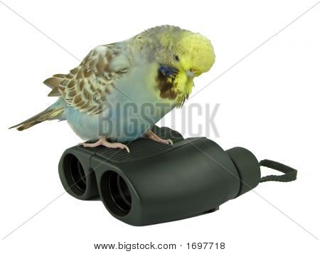 Budgie
