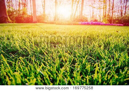 Sunset over greeSunset over green lawn, green grass close upn lawn.
