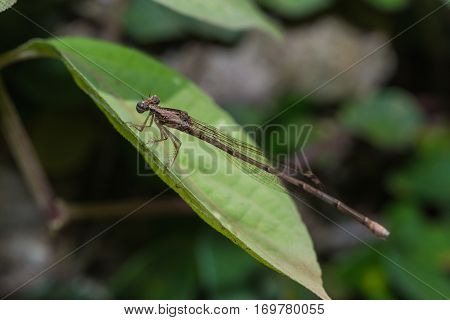The Brown Damselfly (zygoptera)
