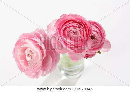 Ranuncolo rosa