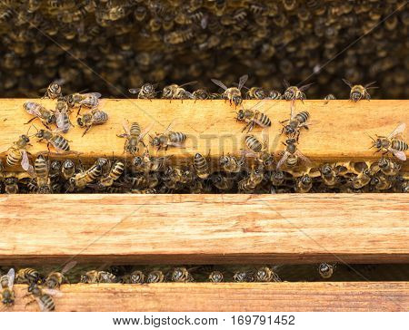 Bees