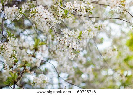 Flowers Cherry Branches